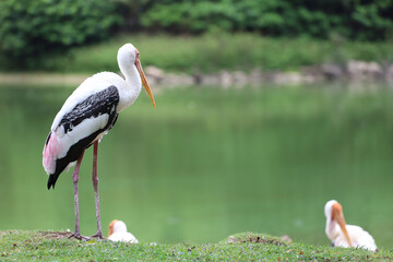The Painted Stork bird (Mycteria leucocephala) in garden