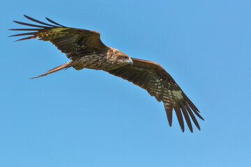 Milvus migrans, Black Kite - Forest cleaner