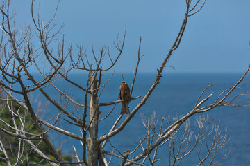 Milvus migrans, Black Kite - Forest cleaner