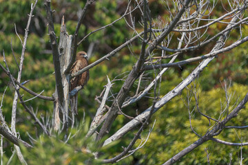 Milvus migrans, Black Kite - Forest cleaner