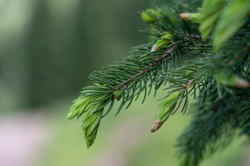 Close-up shot of a pine branch