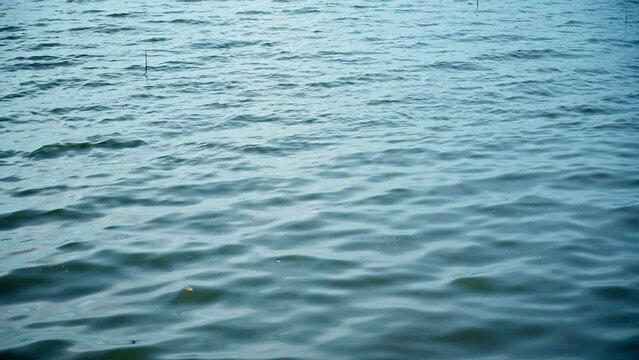 Gentle ripples on a lake water surface during a light breeze. Surface of real water on a lake. Water backgound.