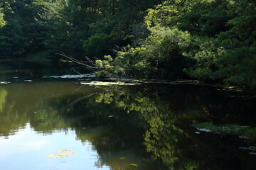 夏の公園の池のほとりの風景