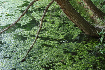 公園の池に繁殖した藻