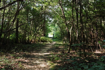 木陰の散策路の風景
