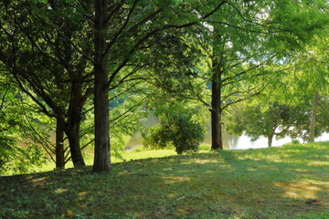 Fototapeta na wymiar 夏の日差しが照り付ける公園の風景