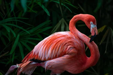 Foto op Canvas roze flamingo portret © Imalay Almodovar