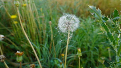 dandelion in the grass
