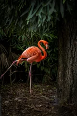 Fotobehang pink flamingo in the zoo © Imalay Almodovar