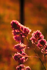 Reed grass flower exposed to evening sunlight in the background against a blurry meadow background, orange tone photo.