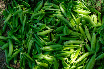 The peeled pea pods background. Sunlight. 