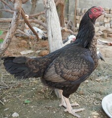 free-range chickens Aseel chicken 