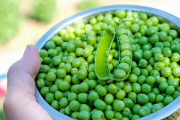A bowl of green peas in a woman's hand. Against the sun. Selective focus.