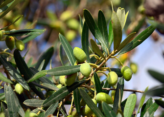 green olives on tree in Garden of Gethsemane 