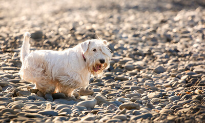 sealyham terrier on the beach