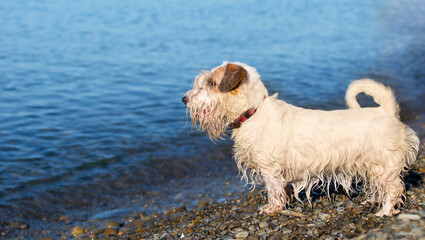wet seallyham on the beach