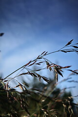 Grass flowers are blowing in the wind in a meadow against a dark sky background.