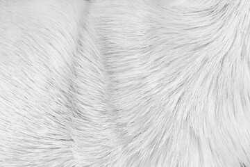 Dog fur surface with short smooth patterns , animal hair background
