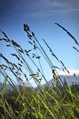 Fototapeta premium Grass flowers are blowing in the wind in a meadow against a dark sky background.