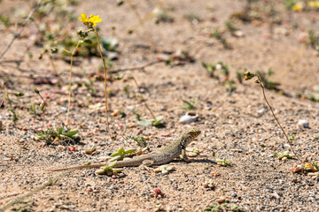lizard sunning itself near its underground cave, in the arid Atacama desert, during a spring bloom