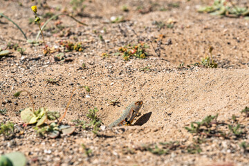 lizard sunning itself near its underground cave, in the arid Atacama desert, during a spring bloom