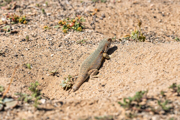 lizard sunning itself near its underground cave, in the arid Atacama desert, during a spring bloom