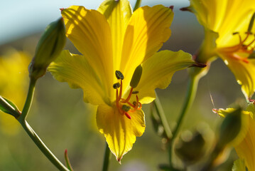 strange and uncommon yellow alstroemeria blooming in the atacama desert