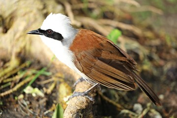 White-crested Laughingthrush (Garrulax leucolophus) White head, and elongated black eye-mask, gray toy horse, brown body hair.
