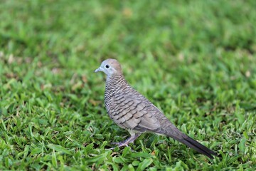 Zebra Dove (Geopelia striata) Native to Southeast Asia. They are small birds with a long tail, predominantly brownish-grey in color with black-and-white barring