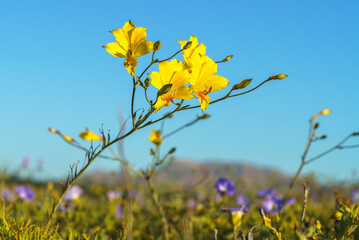 strange and uncommon yellow alstroemeria blooming in the atacama desert