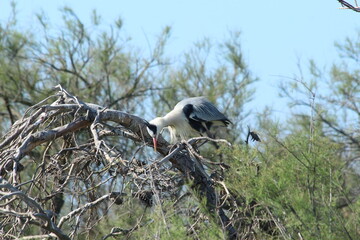 Grey Heron in Camargue