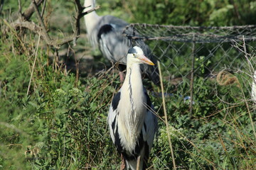 Grey Heron in Camargue