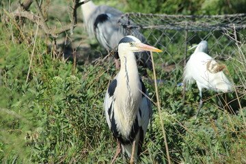 Grey Heron in Camargue