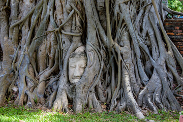 A Buddha head entwined within the roots of a tree in Wat Mahathat (Temple of the Great Relic),  a Buddhist temple in Ayutthaya Thailand. 
The history of this temple starts in 1374. 