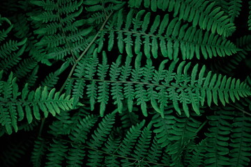 Beautiful background of ferns green foliage leaves. Dense thickets of beautiful growing ferns in the forest. Natural floral fern background, Ferns in the forest.