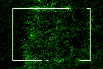 Plantas con marco neon