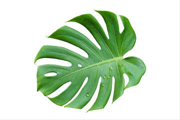 Fototapeta na wymiar Green monstera leaves isolated from white background.