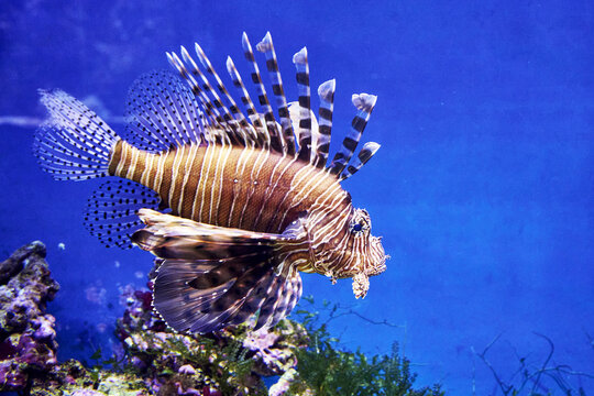 Zebra lionfish or zebra fish or striped lionfish lat. Pterois volitans is a species of ray-finned fish of the scorpion family in an aquarium on a blue background