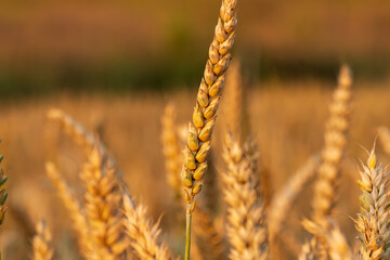 Weizen kurz vor der Ernte in der Abendsonne
