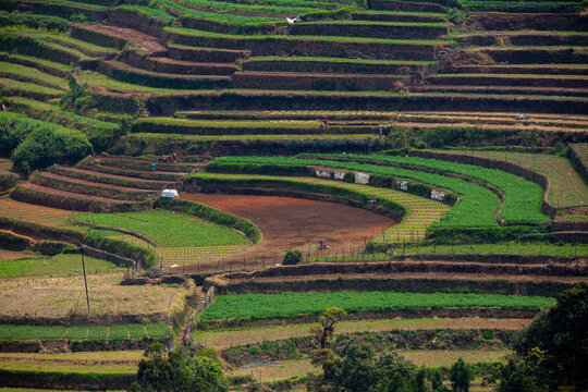 teras farming in india asia