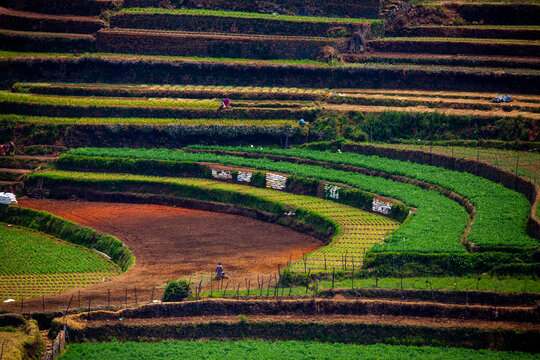 teras farming in india asia