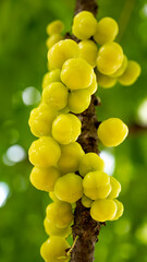 Phyllanthus acidus, known as the Otaheite Gooseberry, Malay, Tahitian, country Gooseberry, starberry, arbari, West India Gooseberry, or simply gooseberry tree