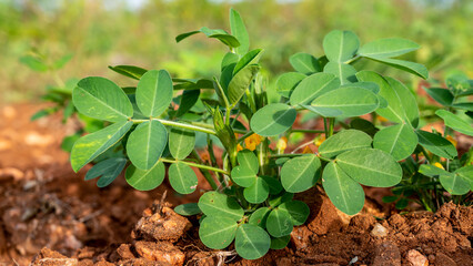 peanut, also known as the groundnut, goober, pindar, or monkey nut, and taxonomically classified as...