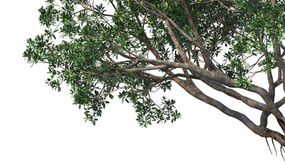 Leaf branches on a white background
