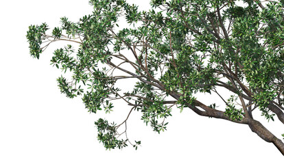 Leaf branches on a white background