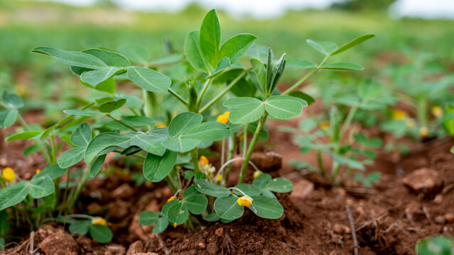 peanut, also known as the groundnut, goober, pindar, or monkey nut, and taxonomically classified as Arachis hypogaea, is a legume crop grown mainly for its edible seeds in the Indian village