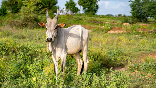 The Kangayam or Kangeyam cattle is an Indian breed of draught cattle from the state of Tamil Nadu, in South India. Its area of origin is the region surrounding kangayam nadu.