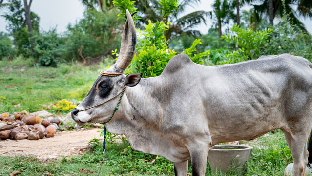 The Kangayam or Kangeyam cattle is an Indian breed of draught cattle from the state of Tamil Nadu, in South India. Its area of origin is the region surrounding kangayam nadu.