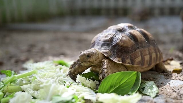 Sucata tortoise eating vegetables with nature background
