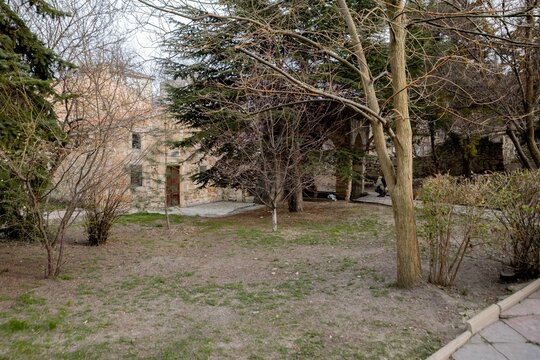tree in the park